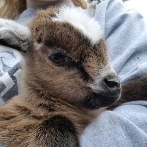 Meet your Posher, Maddie